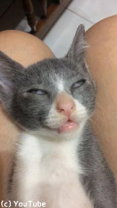 うちの猫の寝顔が 個性的すぎる 不安を覚える眠り方 動画 19年8月31日 エキサイトニュース