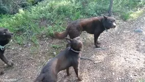 必見オモシロ動画 泳ぐの下手すぎィ もはや溺れているようにしか見えない犬 19年9月6日 エキサイトニュース