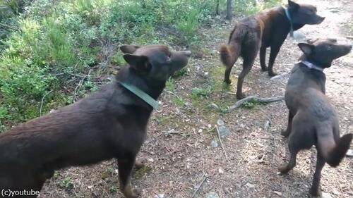 待て の精度が驚くほど高い犬 動画 19年9月2日 エキサイトニュース