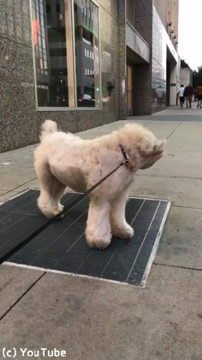 すごい顔になってるよ 犬の変わった涼み方 動画 2019年9月10日 エキサイトニュース