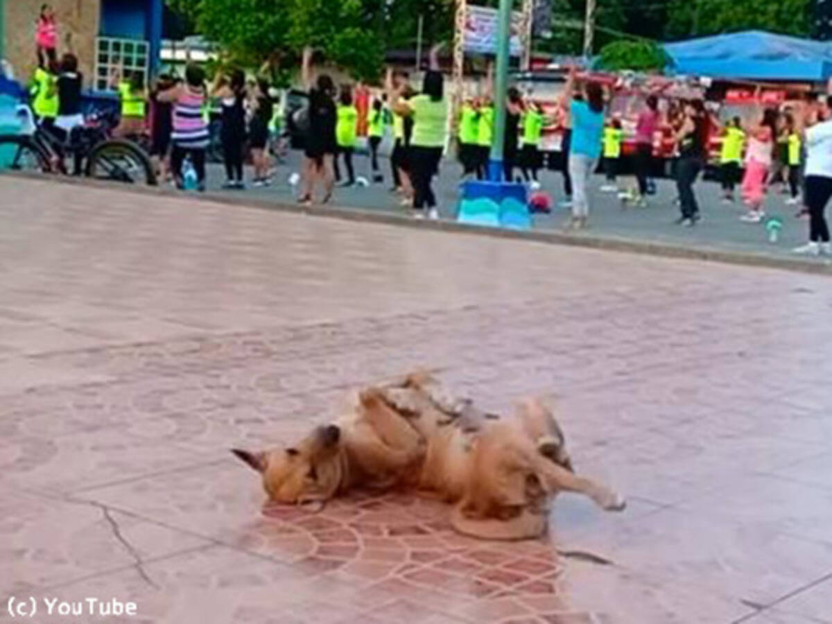 この犬 フィットネスダンスに励む女性たちに対抗して 踊ってる 動画 19年9月16日 エキサイトニュース