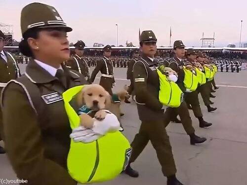 警察犬階級