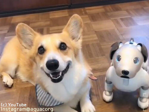 犬がaiboと同じ動きをすると こんなにもかわいいとは 動画 2019年9月21日 エキサイトニュース