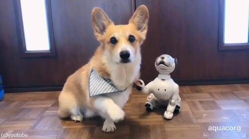 犬がaiboと同じ動きをすると こんなにもかわいいとは 動画 19年9月21日 エキサイトニュース