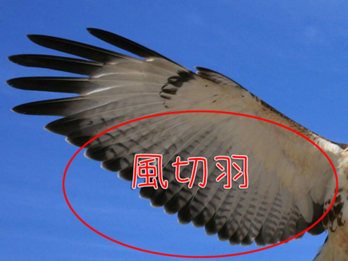 鳥の 風切り羽 と他の羽の決定的な違いがよくわかる比較 19年10月6日 エキサイトニュース