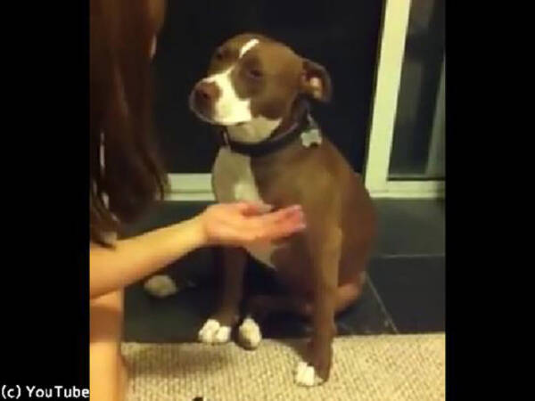 爪切りが嫌いな犬 死んだふりで抵抗する 動画 19年10月14日 エキサイトニュース