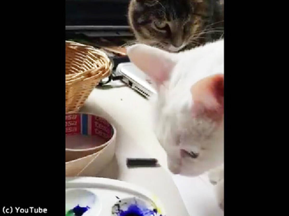 飼い主の代わりに猫を叱ってくれる猫 動画 19年10月25日 エキサイトニュース