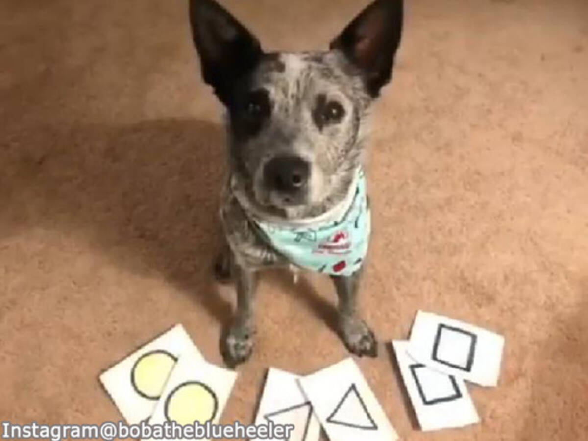 とってもお利口さん 図形を理解する犬 動画 19年11月1日 エキサイトニュース