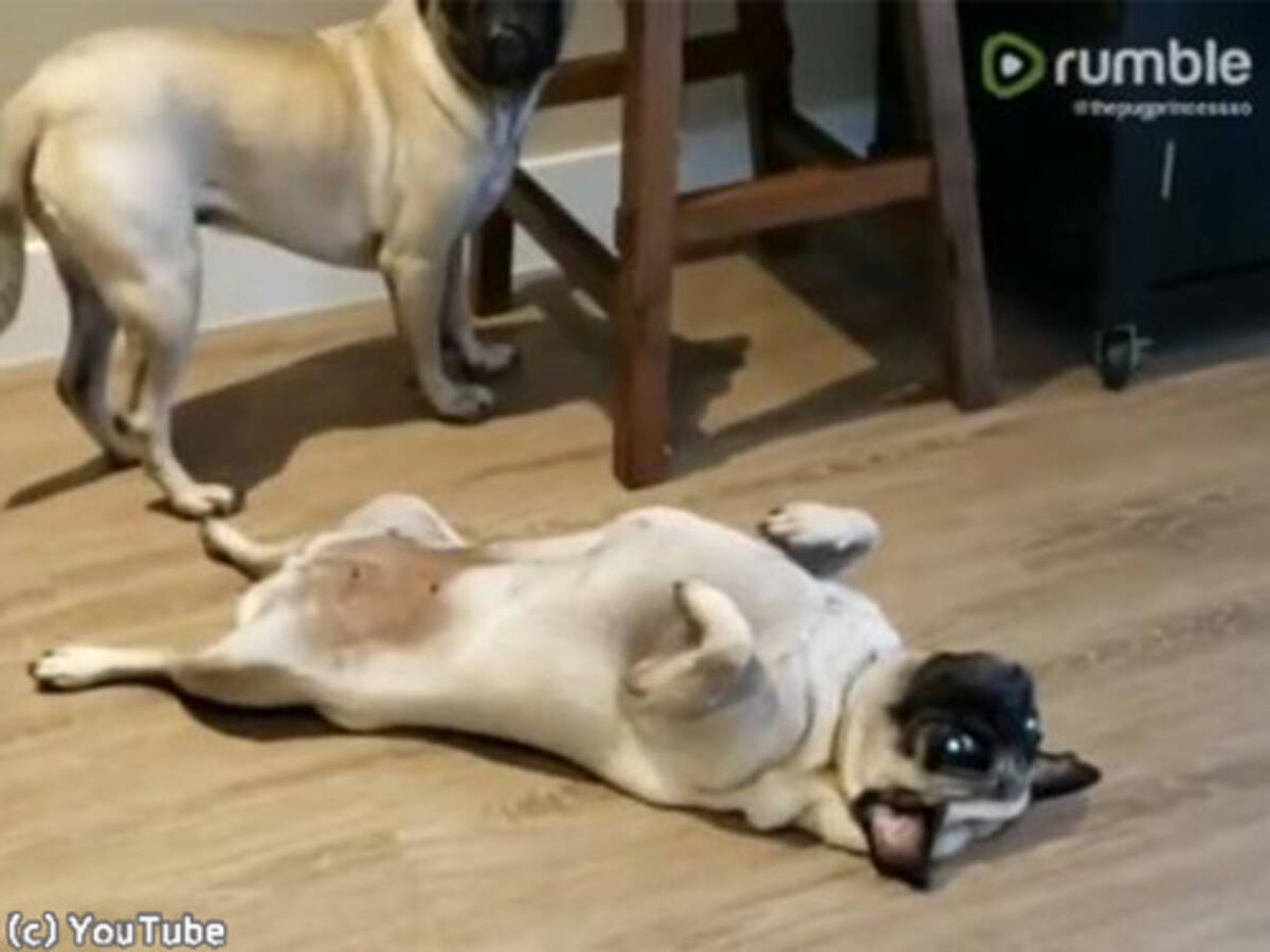 なぜ ひたすら 死んだふり を続ける犬 動画 19年11月4日 エキサイトニュース