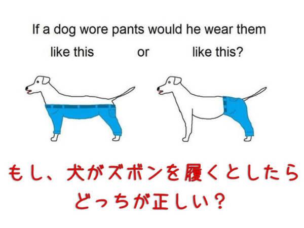 犬にズボンを履かせるなら どちらが正しいかの答えが見つかった 納得する写真 19年11月9日 エキサイトニュース