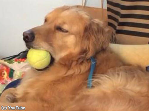 犬 まだまだ遊びたいのに ボールをくわえながら眠気と戦う 動画 19年11月19日 エキサイトニュース