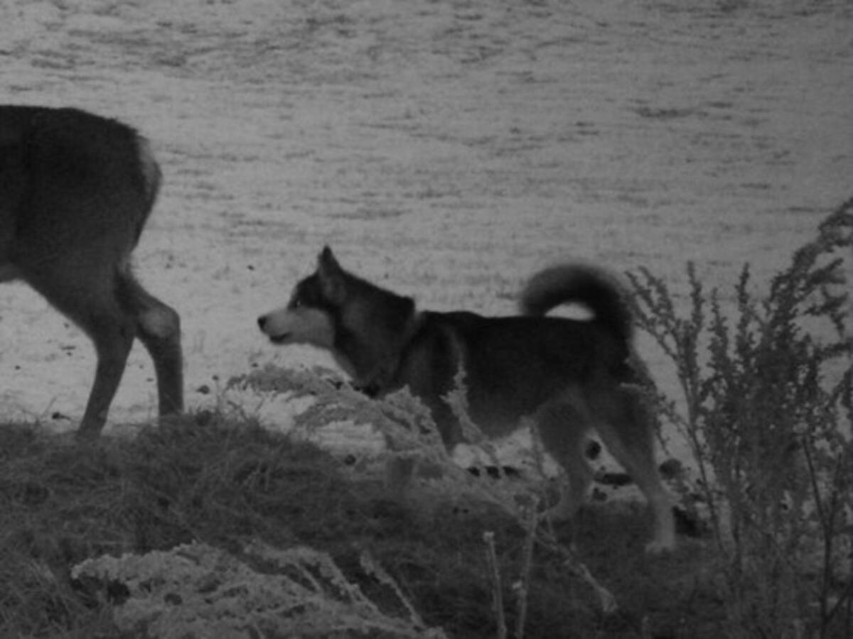 うちの犬が家出をして戻ってきたのだけど その間に鹿との出会いがあった カメラに映っていたロマンス 19年12月1日 エキサイトニュース