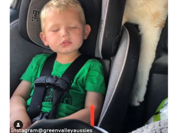 なんてキュートな寝顔 クルマですやすや眠るふたり 動画 19年12月3日 エキサイトニュース