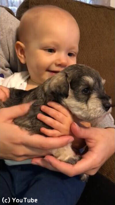 泣いてる赤ちゃんに子犬を抱かせたら 表情の変化に心温まる 動画 19年12月5日 エキサイトニュース