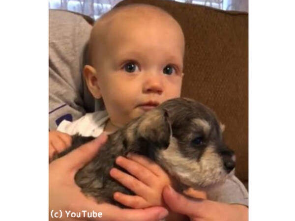泣いてる赤ちゃんに子犬を抱かせたら 表情の変化に心温まる 動画 19年12月5日 エキサイトニュース
