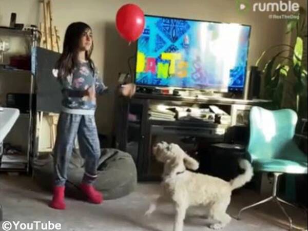 犬と女の子の風船遊びが すごく上手 動画 19年12月9日 エキサイトニュース