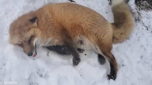 モフモフ好きにはたまらない 人懐っこいキツネがいっぱい 動画 19年12月13日 エキサイトニュース