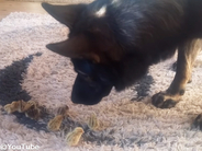 穏やかなひととき…犬とウズラの赤ちゃんたちの関係にほっこり（動画）