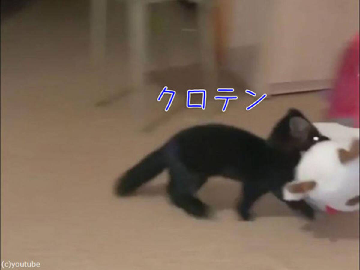 かわいい動物 クロテン は ぬいぐるみを隠す天才だった 動画 19年12月24日 エキサイトニュース