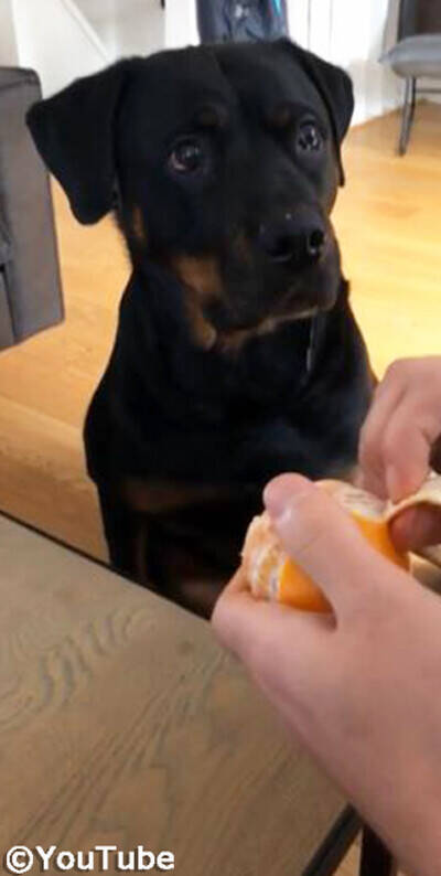 犬 フルーツが好き過ぎて ヨダレが止まらない 動画 19年12月30日 エキサイトニュース