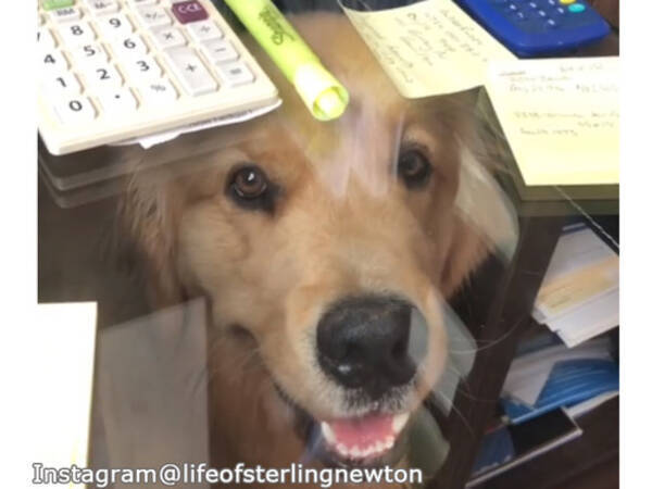 飼い主が大好きな犬 いつでも見守ってるワン 動画 年1月1日 エキサイトニュース