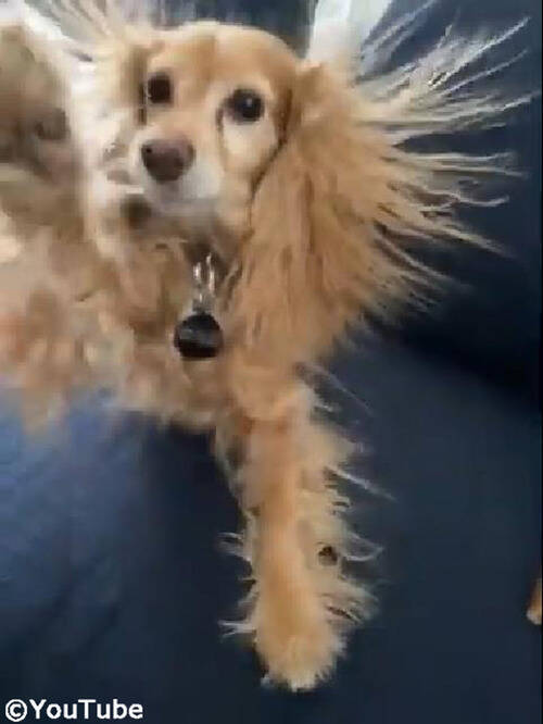犬のヘアスタイルが 静電気でスゴいことになっちゃった 動画 年1月3日 エキサイトニュース
