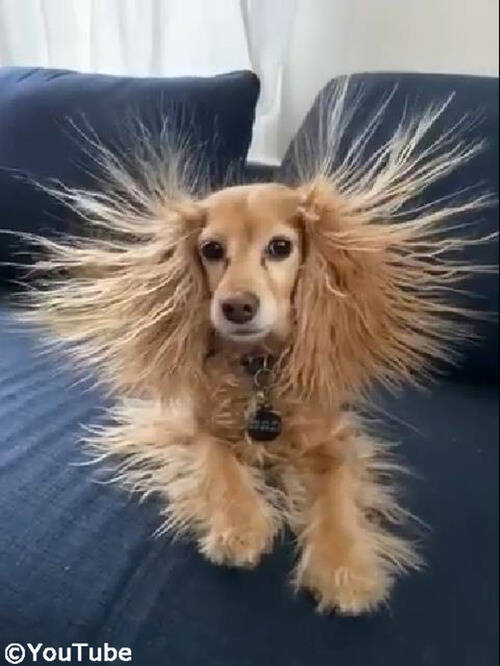 犬のヘアスタイルが 静電気でスゴいことになっちゃった 動画 年1月3日 エキサイトニュース