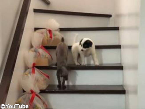 階段を下りられない弟を助けるお姉ちゃんワンコ 心温まる犬の姉弟愛 動画 年1月4日 エキサイトニュース