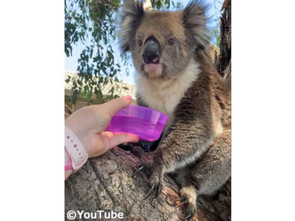 コアラにお水を差しだしたら ゴクゴク飲み始めた 動画 年1月6日 エキサイトニュース