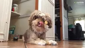 そこに入るの トレーニング中の女性を赤面させる犬 動画 年1月8日 エキサイトニュース