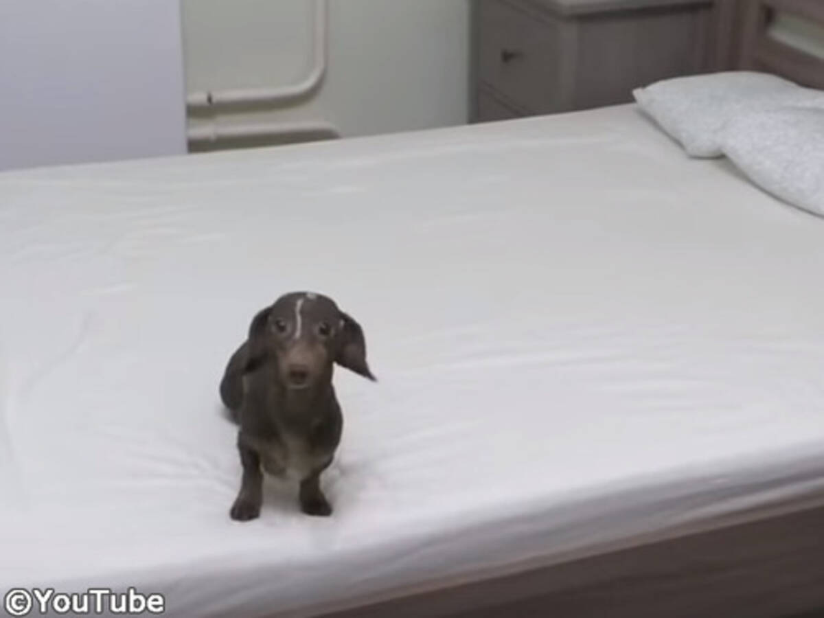 ベッドの上で遊ぶことを許可された犬が 興奮して止まらない 動画 年1月25日 エキサイトニュース
