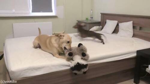 ベッドの上で遊ぶことを許可された犬が 興奮して止まらない 動画 年1月25日 エキサイトニュース
