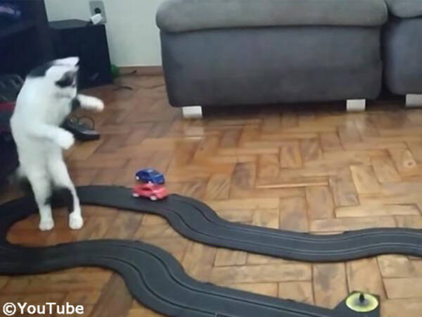 猫のアテナちゃん クルマのおもちゃを見てハイテンションになる 動画 年1月29日 エキサイトニュース