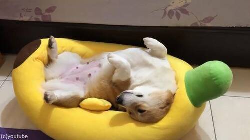 このコーギー犬にとって これほど完璧なベッドが他にあるだろうか 動画 年2月2日 エキサイトニュース