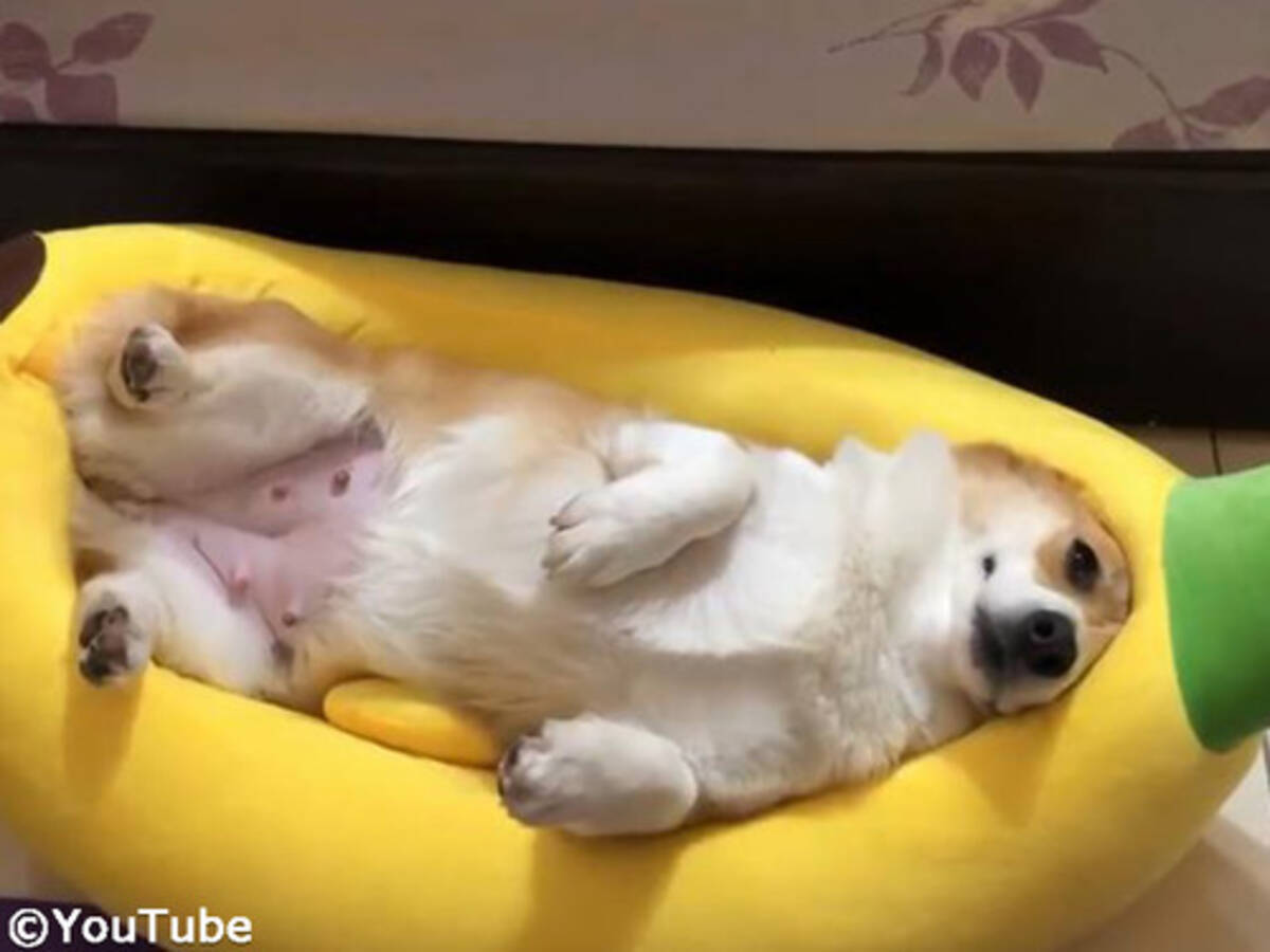 このコーギー犬にとって これほど完璧なベッドが他にあるだろうか 動画 年2月2日 エキサイトニュース