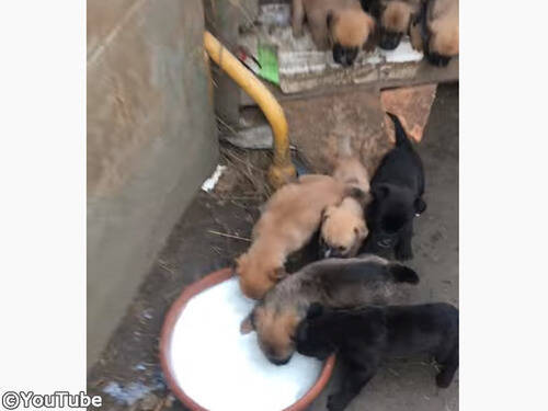 ボウルいっぱいのミルクに集まる子犬たち あせり過ぎて 動画 年2月17日 エキサイトニュース