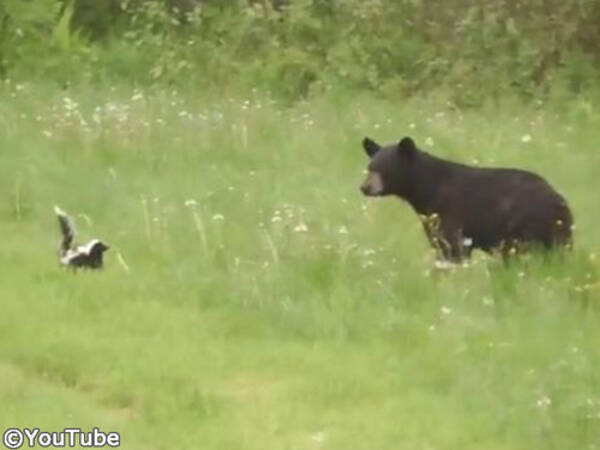 絶体絶命のスカンクがクマを撃退する瞬間 動画 年2月21日 エキサイトニュース