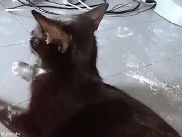 うちの黒猫が小麦粉に顔を突っ込んでしまったときの表情がこれである 動画 年3月13日 エキサイトニュース