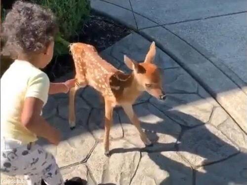 バンビのような鹿の赤ちゃんが 小さな女の子と出会った 動画 年3月日 エキサイトニュース