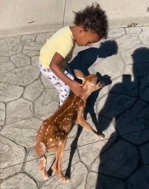 バンビのような鹿の赤ちゃんが 小さな女の子と出会った 動画 年3月日 エキサイトニュース