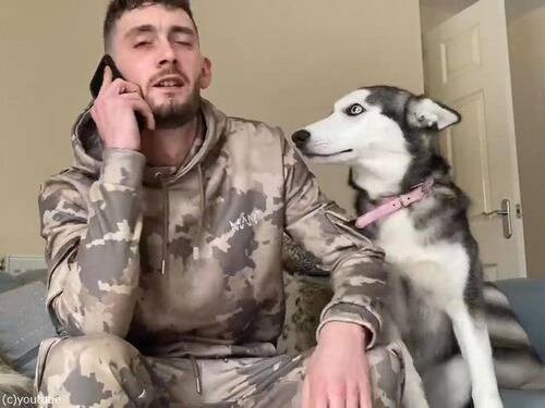 ハスキー犬 ねえねえ かまってー 飼い主の電話に嫉妬する 動画 年3月22日 エキサイトニュース