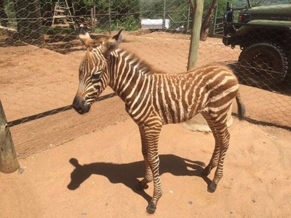 保護したシマウマの赤ちゃんを安心させるため 飼育スタッフがシマウマ模様のコスチュームを着る 年3月24日 エキサイトニュース