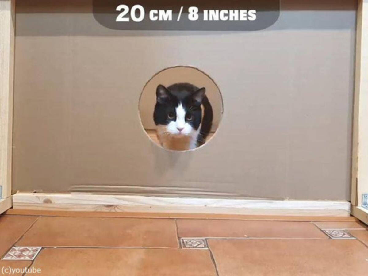 猫が通れる穴のサイズの限界を実験してみた 動画 年4月1日 エキサイトニュース