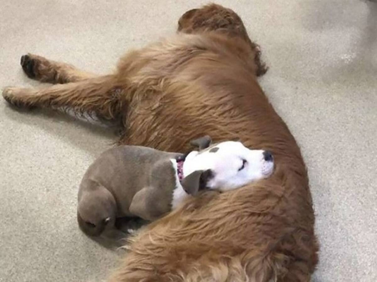 他の犬を片っぱしから まくら にする子犬 大型犬から小型犬まで相手を選ばない 年4月4日 エキサイトニュース