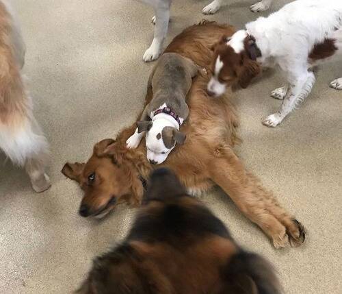 他の犬を片っぱしから まくら にする子犬 大型犬から小型犬まで相手を選ばない 年4月4日 エキサイトニュース