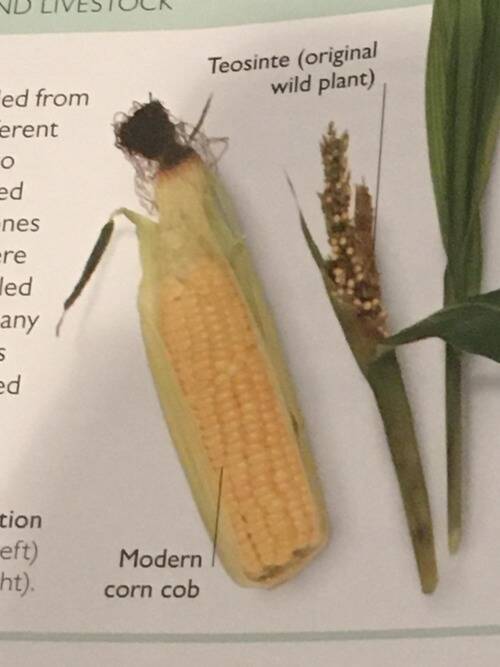 オリジナルの野生のトウモロコシと今どきの栽培されたトウモロコシは こんなに違う 比較写真 年4月5日 エキサイトニュース