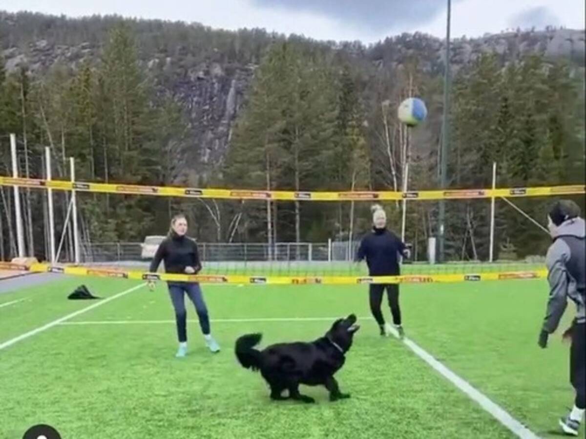 バレーボールのトスが天才的な犬 見事なチームプレー 動画 年4月5日 エキサイトニュース