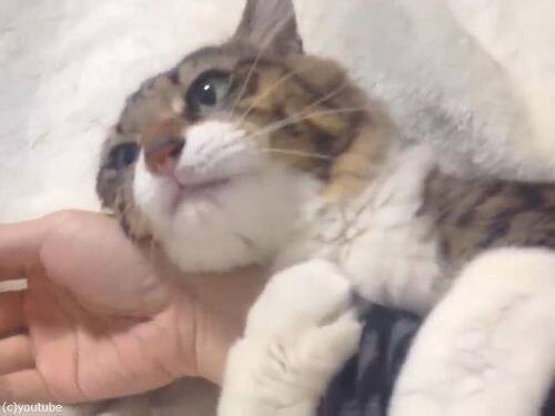 猫が腕に飛びついてきて ギュッと抱きしめて離さない 動画 年4月8日 エキサイトニュース