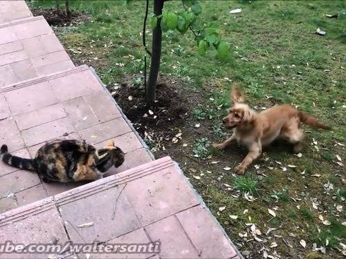 庭に入れさせない猫 Vs 入りたい犬 果てしなき争い 動画 年4月26日 エキサイトニュース