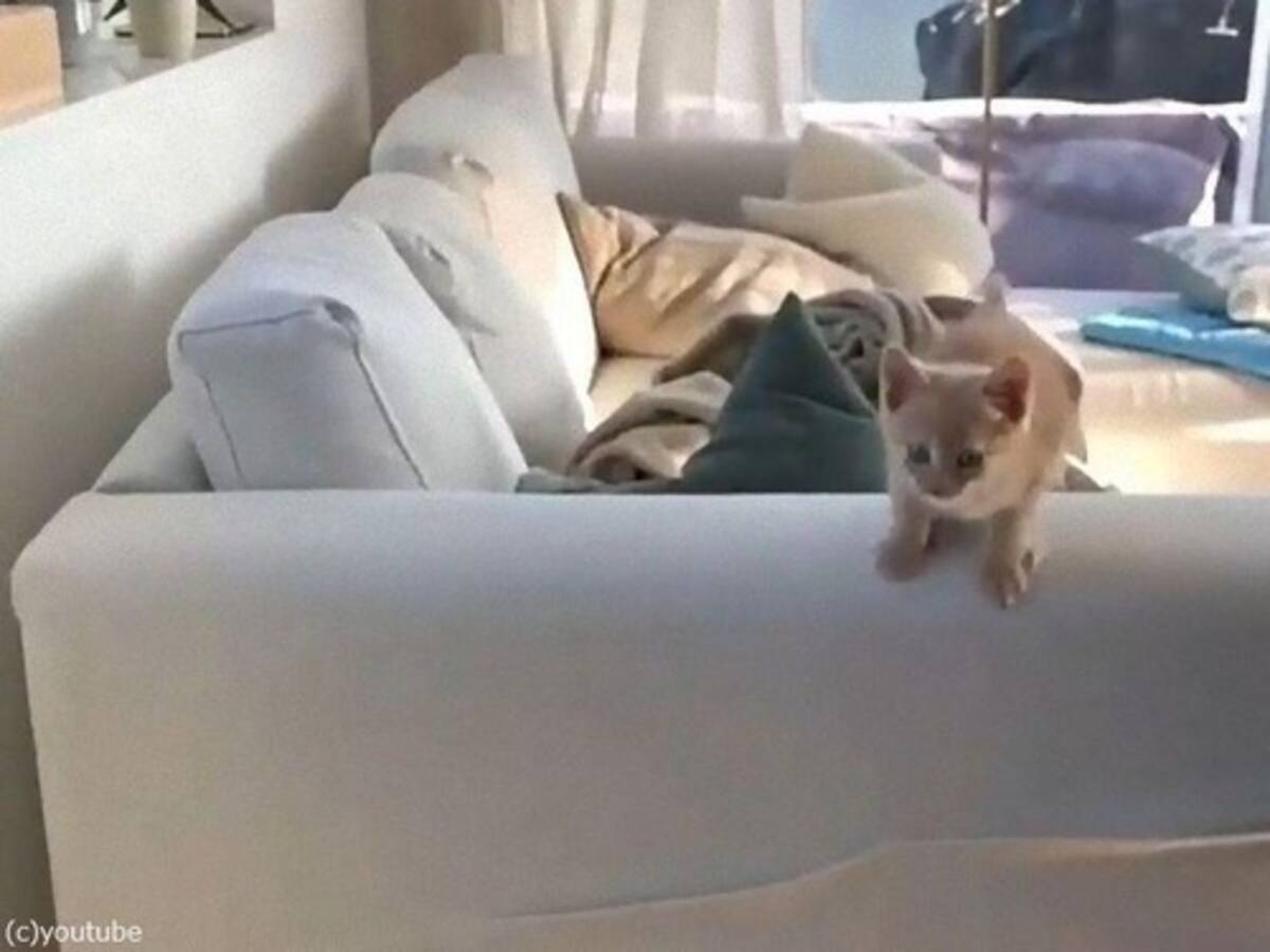 失敗した顔がかわいい 子猫がソファーから惜しいジャンプ 動画 年5月14日 エキサイトニュース